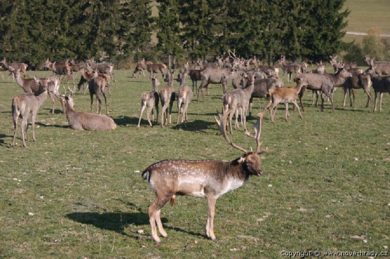 ZMEK NOV HRADY U LITOMYLE