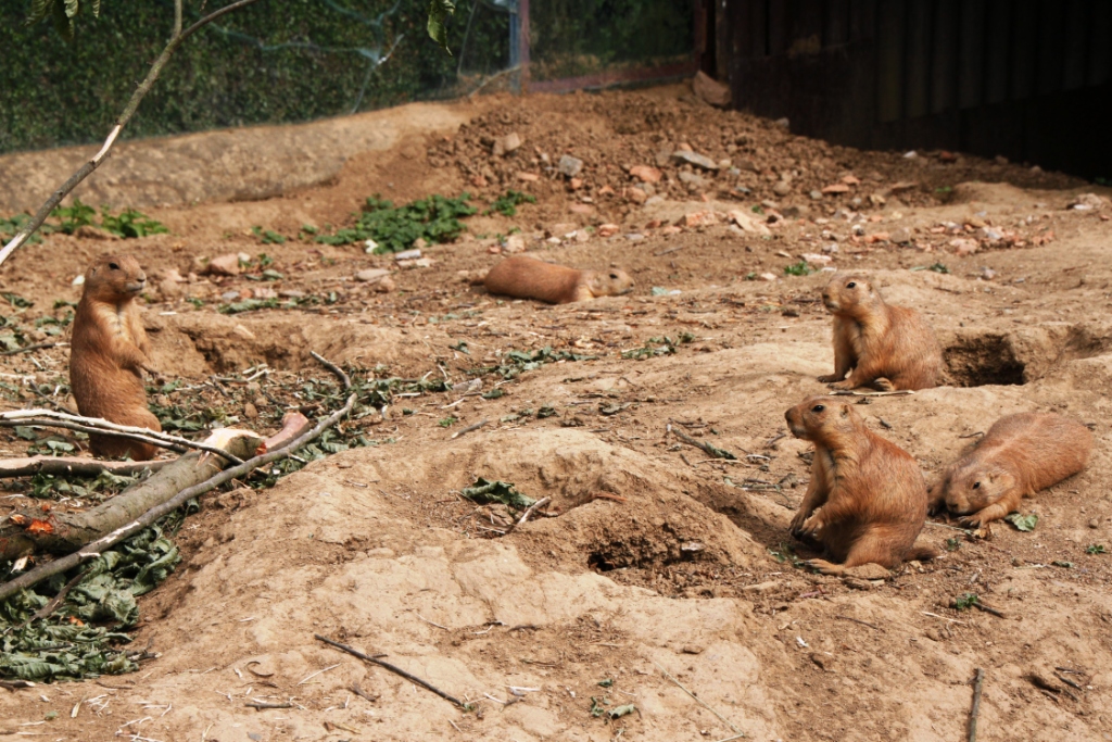 ZOO BRNO