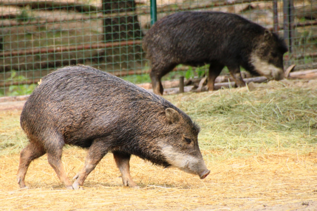 ZOO BRNO